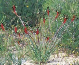 Kalbarri Wildflower Centre - Accommodation Mermaid Beach 0