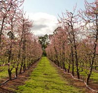Raeburn Orchards - Accommodation Mermaid Beach