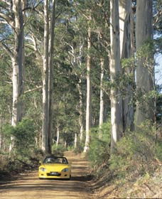 Mount Shadforth Scenic Drive - Accommodation Mermaid Beach 0
