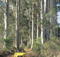 Scotsdale Tourist Drive - Accommodation Mermaid Beach