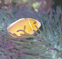 Rowley Shoals - Accommodation Mermaid Beach