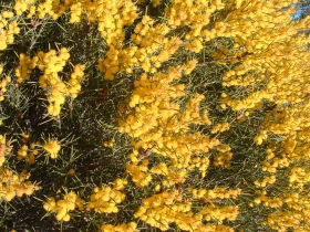 Dalwallinu Remnant Bushland - Accommodation Mermaid Beach 0