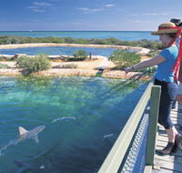 Shark Bay Marine Park - Accommodation Mermaid Beach