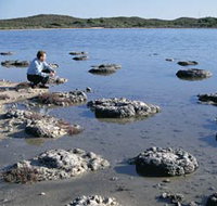 Lake Thetis Stromatolites - Accommodation Mermaid Beach