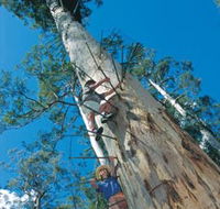 Dave Evans Bicentennial Tree - Accommodation Mermaid Beach