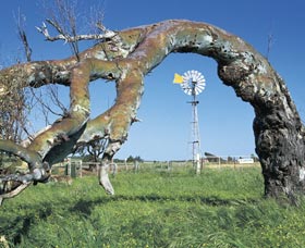 Greenough Leaning Trees - Accommodation Mermaid Beach 0
