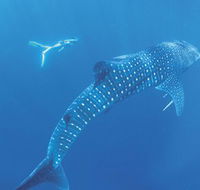 Ningaloo Marine Park - Accommodation Mermaid Beach