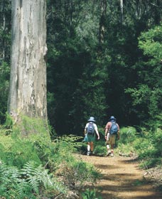 Gloucester Tree - Accommodation Mermaid Beach 0