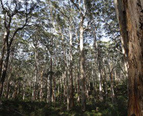 Boranup Karri Forest - Accommodation Mermaid Beach 0