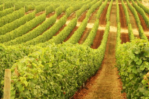 Xanadu Wines - Accommodation Mermaid Beach 0