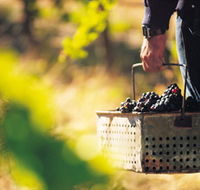 Burge Family Winemakers - Accommodation Mermaid Beach