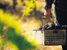 Burge Family Winemakers - Accommodation Mermaid Beach 0