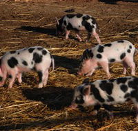 Will's Rare Breeds Farm - Accommodation Mermaid Beach