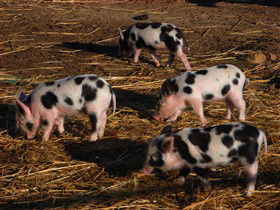 Will's Rare Breeds Farm - Accommodation Mermaid Beach 0