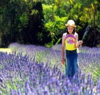 Brayfield Park Lavender Farm - Accommodation Mermaid Beach