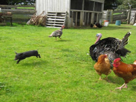 Echo Farm - Accommodation Mermaid Beach 0