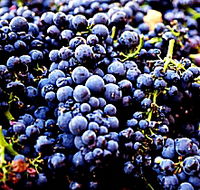 Laurel Bank Vineyard - Accommodation Mermaid Beach