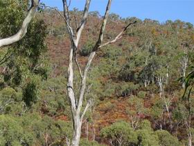 Black Hill Conservation Park - Accommodation Mermaid Beach 0