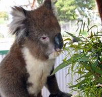 Glen-Forest Tourist Park - Accommodation Mermaid Beach