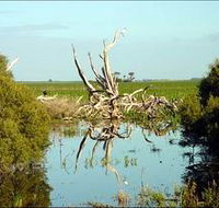 Bool Lagoon Game Reserve and Hacks Lagoon Conservation Park - Accommodation Mermaid Beach