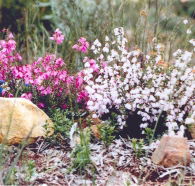 Stokes Bay Bush Garden - Accommodation Mermaid Beach