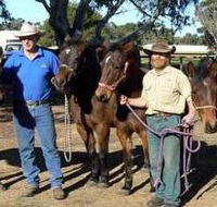 Coffin Bay Brumby Preservation Society Incorporated - Accommodation Mermaid Beach