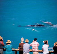 Whale Watching At Head Of Bight - Accommodation Mermaid Beach