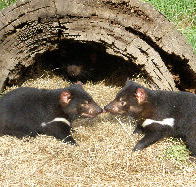 Wing's Wildlife Park - Accommodation Mermaid Beach