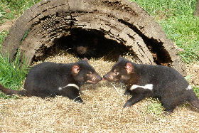 Wing's Wildlife Park - Accommodation Mermaid Beach 0