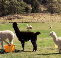 Maydena Country Cabins Accommodation  Alpaca Stud - Accommodation Mermaid Beach
