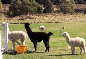 Maydena Country Cabins Accommodation & Alpaca Stud - Accommodation Mermaid Beach 0