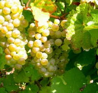 Winstead Vineyard - Accommodation Mermaid Beach