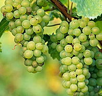 TP Vineyards - Accommodation Mermaid Beach