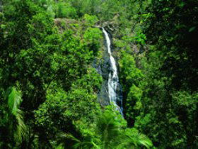 Kondalilla National Park - Accommodation Mermaid Beach 0