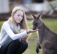 Bonorong Wildlife Sanctuary - Accommodation Mermaid Beach