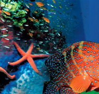 Indo Pacific Marine - Accommodation Mermaid Beach