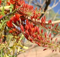 Olive Pink Botanic Garden - Accommodation Mermaid Beach