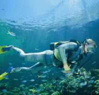 Kirra Reef Dive Site - Accommodation Mermaid Beach