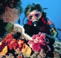 Cook Island Dive Site - Accommodation Mermaid Beach