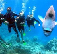 Magic Mountain Dive Site - Accommodation Mermaid Beach