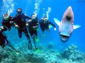 Magic Mountain Dive Site - Accommodation Mermaid Beach 0