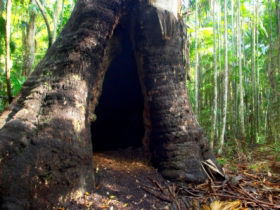 Tewantin National Park - Accommodation Mermaid Beach 0