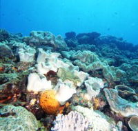 Mudjimba Old Woman Island Dive Site - Accommodation Mermaid Beach