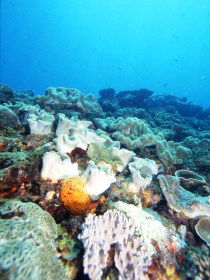 Mudjimba (Old Woman) Island Dive Site - Accommodation Mermaid Beach 0