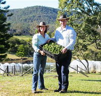 Hinterland Feijoas - Accommodation Mermaid Beach