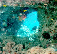 Michaelmas Cay Dive Site - Accommodation Mermaid Beach