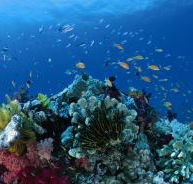Steve's Bommie Dive Site - Accommodation Mermaid Beach