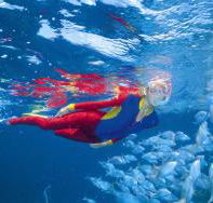 Pixie Pinnacle Dive Site - Accommodation Mermaid Beach