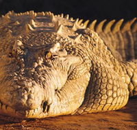 Koorana Crocodile Farm - Accommodation Mermaid Beach
