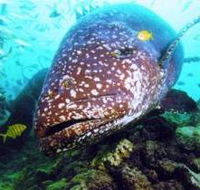 Lady Musgrave Island Dive Sites - Accommodation Mermaid Beach